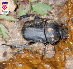 Gymnopleurus geoffroyi