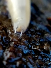 Argonemertes