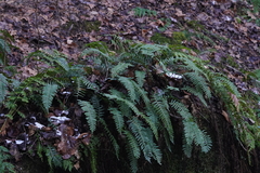 Polypodium appalachianum