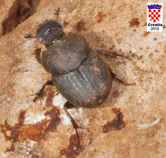 Onthophagini