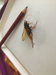 Urocerus gigas