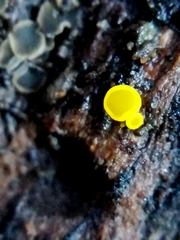 Calycina claroflava