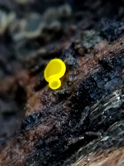 Calycina claroflava