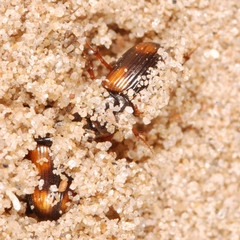 Eudolus quadriguttatus