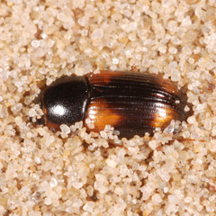 Eudolus quadriguttatus