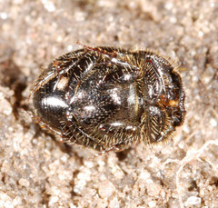 Onthophagini