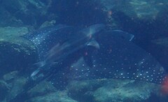 Rachycentron canadum