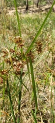 Cyperus vaginatus