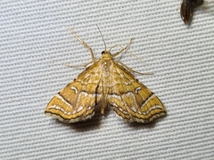 Musotima ochropteralis