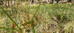 Cyperus vaginatus