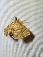 Musotima ochropteralis