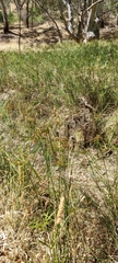 Cyperus vaginatus