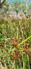 Cyperus vaginatus