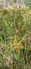 Cyperus vaginatus