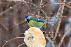 Cyanistes caeruleus