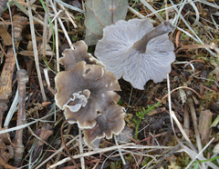 Craterellus cinereus