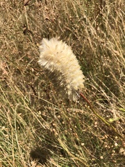 Ptilotus macrocephalus