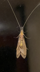 Triplectidinae