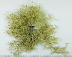Usnea flavocardia