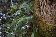 Polypodium appalachianum