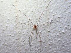 Phalangiinae