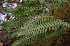 Polypodium appalachianum