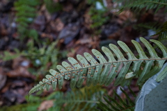 Polypodium appalachianum
