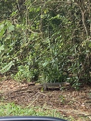 Varanus salvator macromaculatus