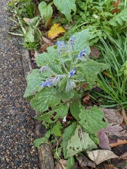 Borago officinalis