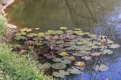 Nymphaea rubra
