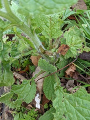 Borago officinalis