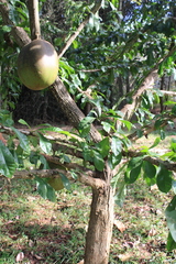 Crescentia cujete