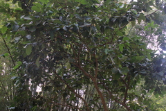 Syzygium malaccense
