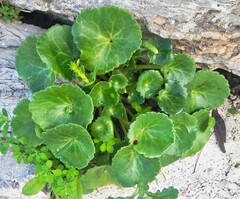 Umbilicus horizontalis