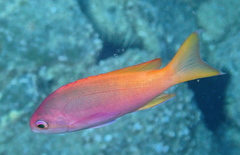 Pseudanthias pictilis
