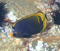 Chaetodon flavirostris