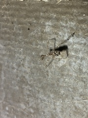 Stenolemus fraterculus