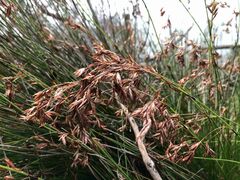 Schoenus brevifolius
