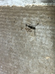 Stenolemus fraterculus