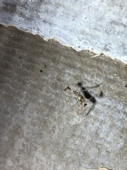 Stenolemus fraterculus