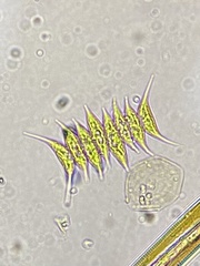 Scenedesmaceae