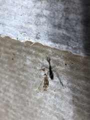 Stenolemus fraterculus