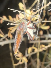 Colepia rufiventris