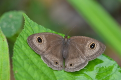 Ypthima pandocus