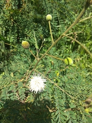 Leucaena