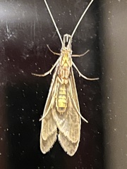Triplectidinae