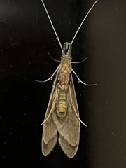 Triplectidinae