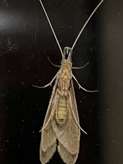 Triplectidinae
