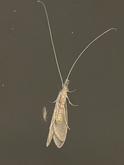 Triplectidinae