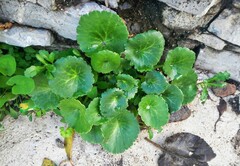 Umbilicus horizontalis